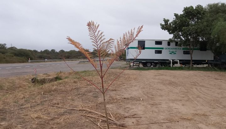 asa-noticia-jacaranda.gendarmeria